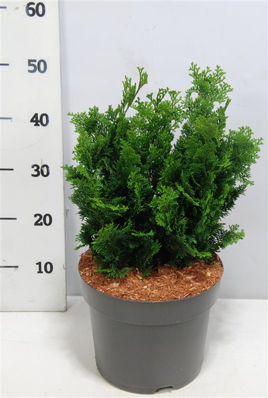 Ädelcypress – Chamaecyparis obtusa 'Nana Gracilis' - C7.5 30-35 cm.